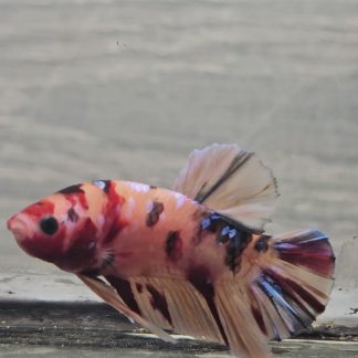Tiger Koi Plakat Betta (HMPK) (Male)