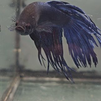 Royal Blue Crowntail Betta (Male)