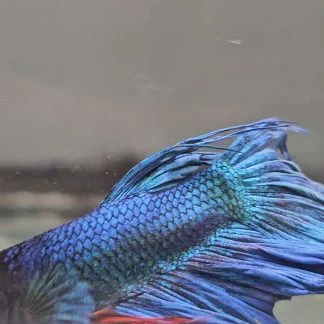 Royal Blue Bi-Color Crowntail Betta (Male)