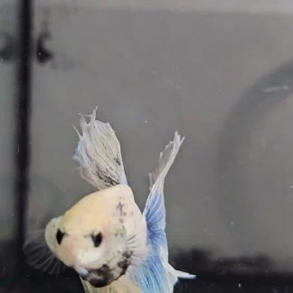 Royal Blue Grizzle Double Tail Halfmoon (Male)