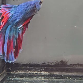 Royal Blue Bi-Color Double Tail Halfmoon (Male)