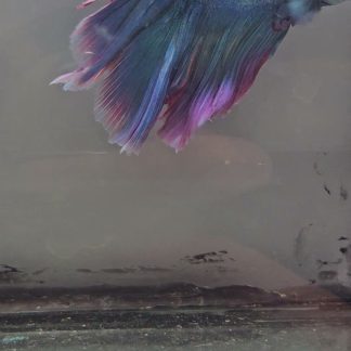 Royal Blue Bi-Color Double Tail Halfmoon (Male)