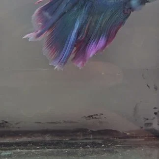 Royal Blue Bi-Color Double Tail Halfmoon (Male)