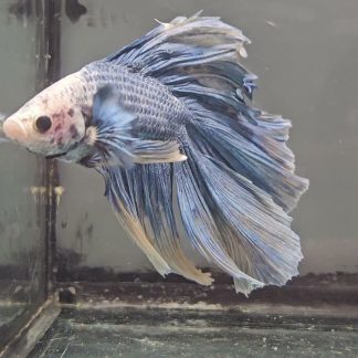 Steel Blue Grizzled Double Tail Halfmoon (Male) — Sacred Aquatics