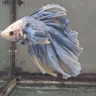 Steel Blue Grizzled Double Tail Halfmoon (Male)