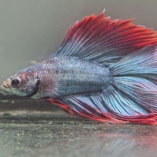 Royal Blue Bi-Color Double Tail Halfmoon (Male)