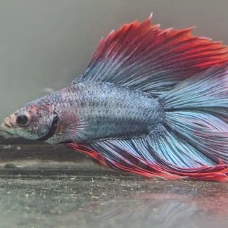 Royal Blue Bi-Color Double Tail Halfmoon (Male)
