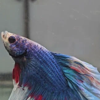 Royal Blue Bi-Color Double Tail Halfmoon (Male)