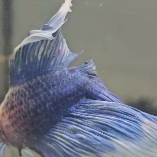 Royal Blue Bi-Color Double Tail Halfmoon Betta (Male)