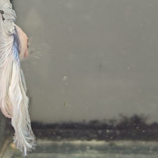 Royal Blue Grizzle Double Tail Halfmoon Betta (Male)