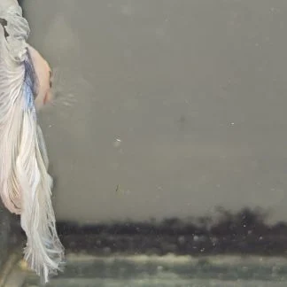 Royal Blue Grizzle Double Tail Halfmoon Betta (Male)