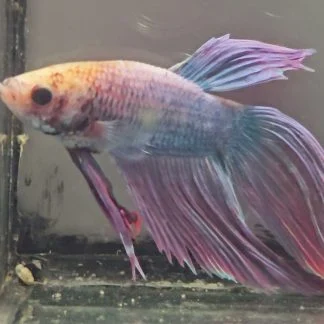 Grizzled Pastel Multicolor Veiltail Betta (Male)