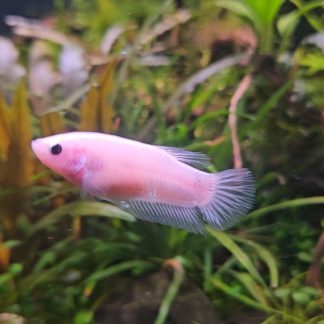 Crowntail Female Betta