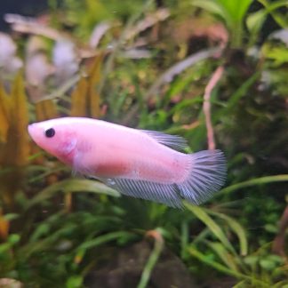 Crowntail Female Betta — Sacred Aquatics