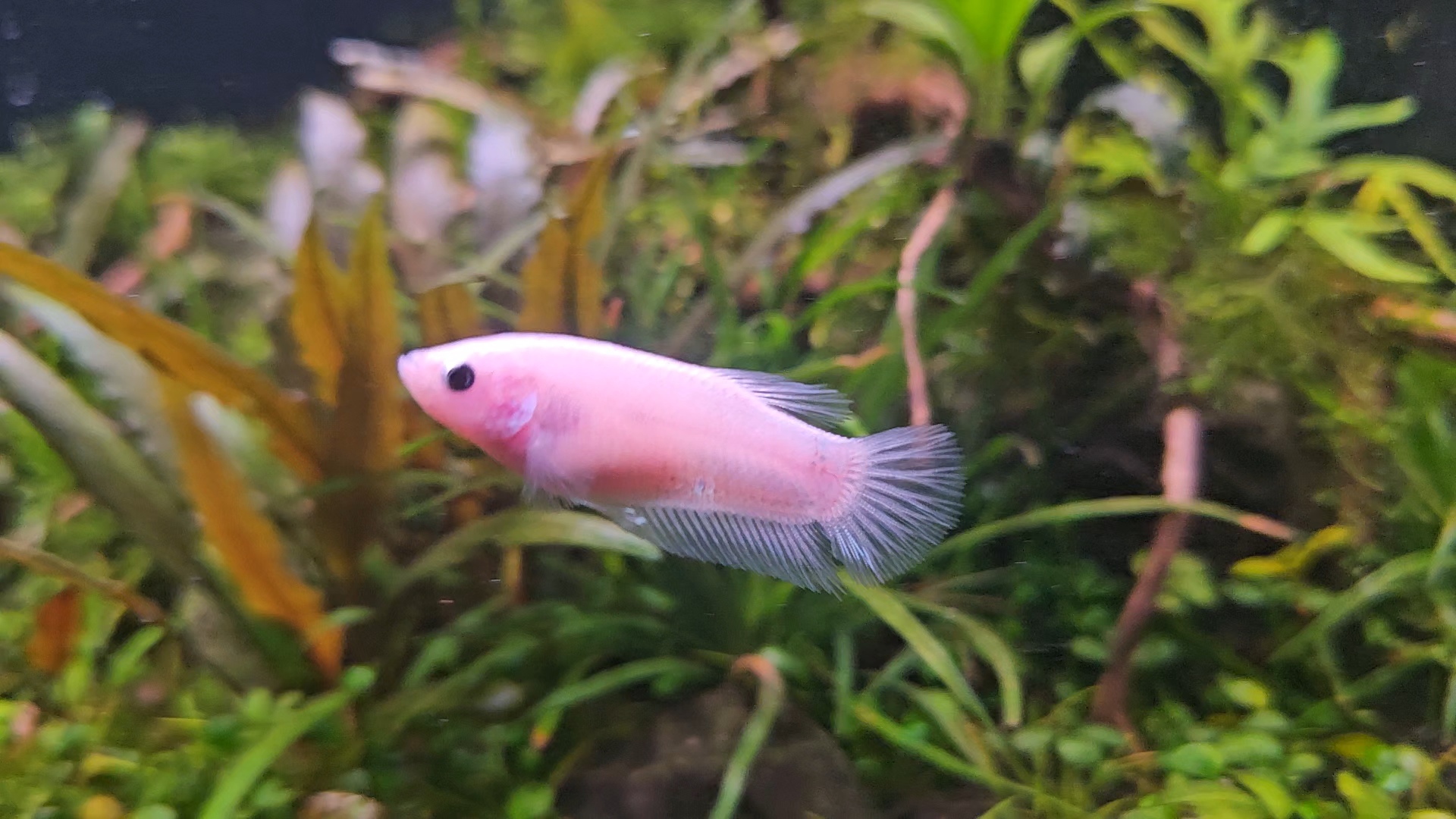 Crowntail Female Betta — Sacred Aquatics