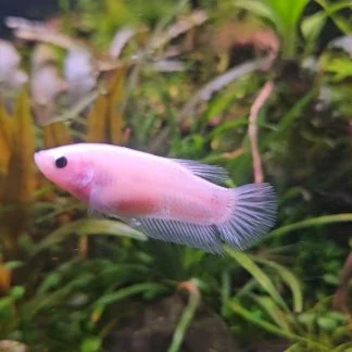 Crowntail Female Betta