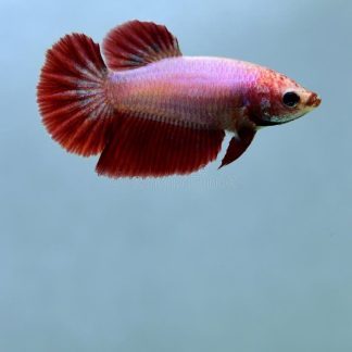 Halfmoon Female Betta