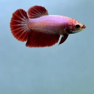 Halfmoon Female Betta — Sacred Aquatics