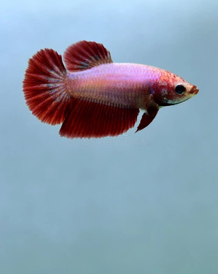 Halfmoon Female Betta — Sacred Aquatics