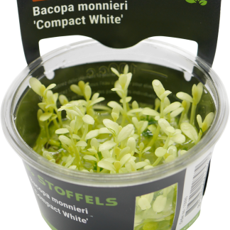 Bacopa Monnieri (Potted)