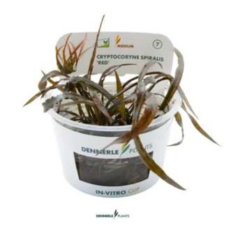 Cryptocoryne spiralis — Sacred Aquatics