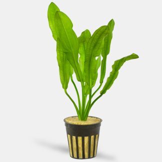 Echinodorus martii hybrid — Sacred Aquatics
