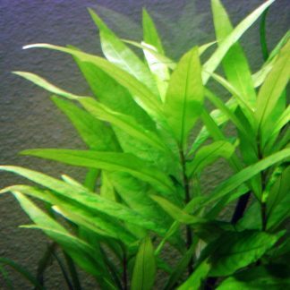 Nomaphila Aquatica — Sacred Aquatics