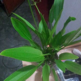 Echinodorus palaefolius
