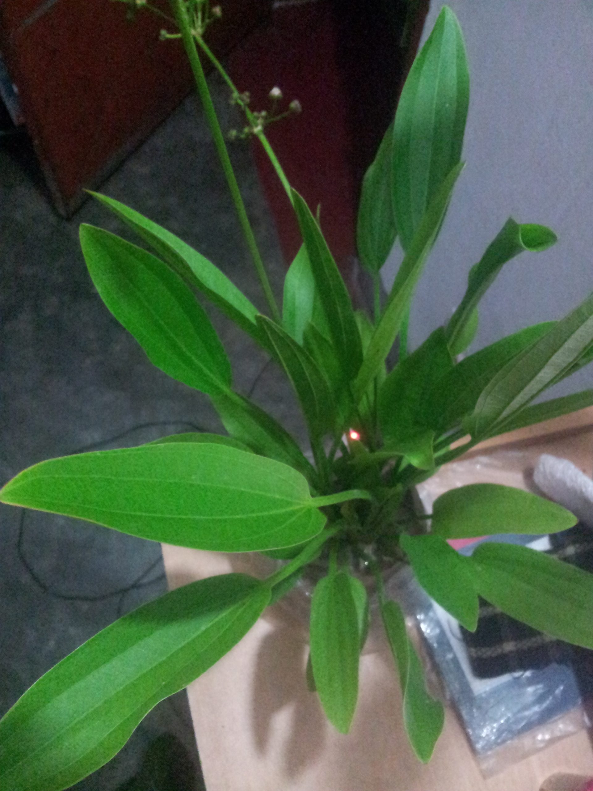 Echinodorus palaefolius — Sacred Aquatics