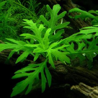 Hygrophila difformis (Wisteria) — Sacred Aquatics