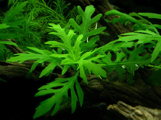 Hygrophila difformis (Wisteria) — Sacred Aquatics