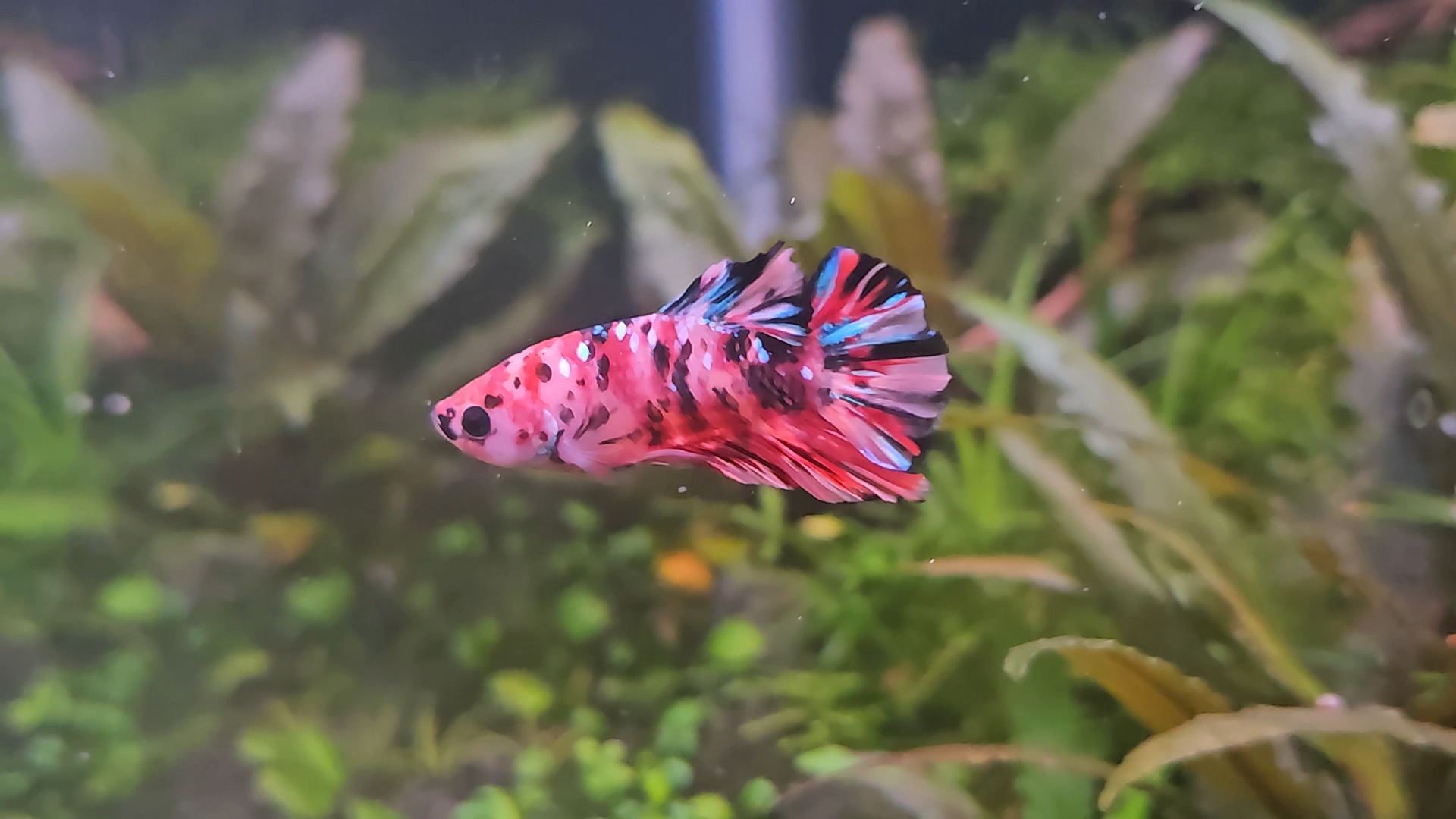 Koi plakat in a 35cm cube