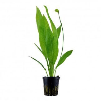 Echinodorus paniculatus — Sacred Aquatics