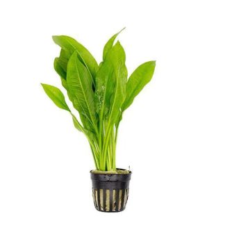 Echinodorus radicans