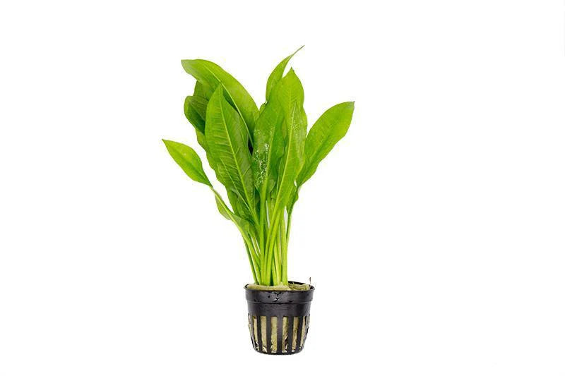 Echinodorus radicans — Sacred Aquatics