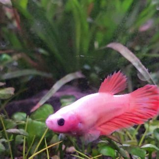 Betta Sorority (5 females) — Sacred Aquatics